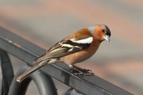 Какие виды птиц улетают зимой из России на юг, в тёплые края перезимовать