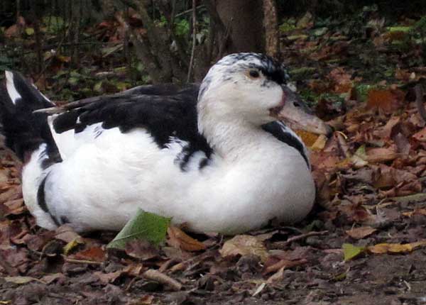 Не давайте испорченную еду