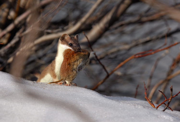 Горностай - как выглядит, где водится и чем питается