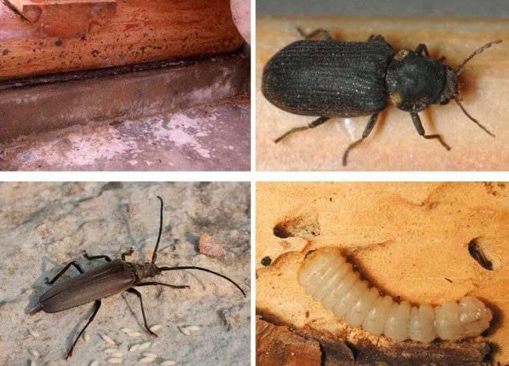 Как избавиться от жука-усача с помощью химикатов