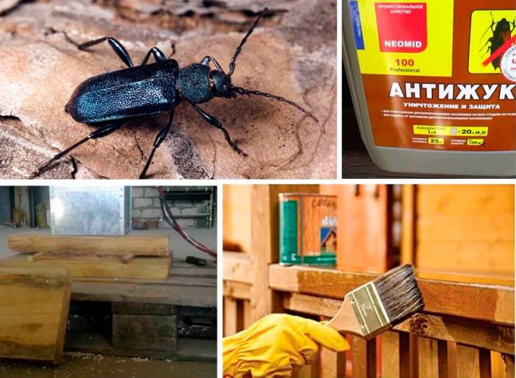 Жук дровосек - описание, питание, как выглядит, статус в красной книге