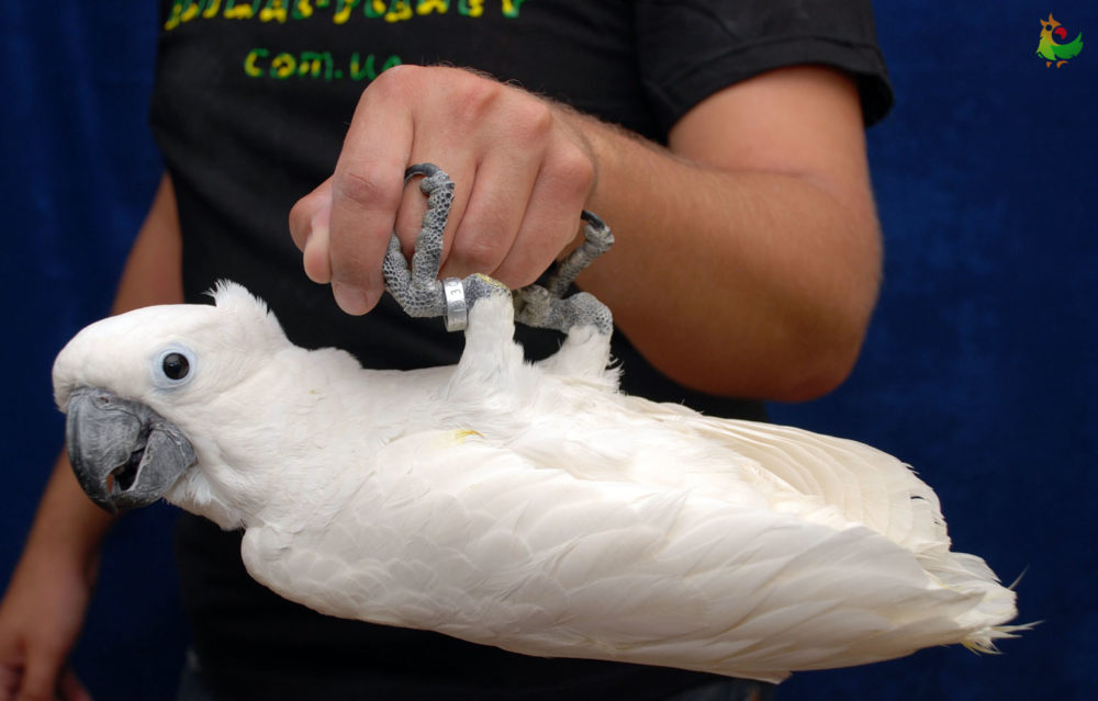 Висит на руке