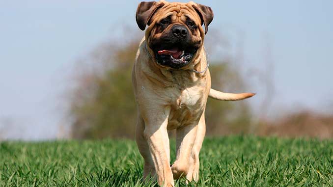 фото бульмастифа