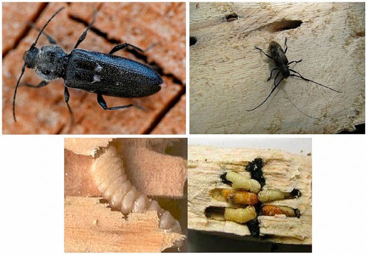 Народные методы борьбы