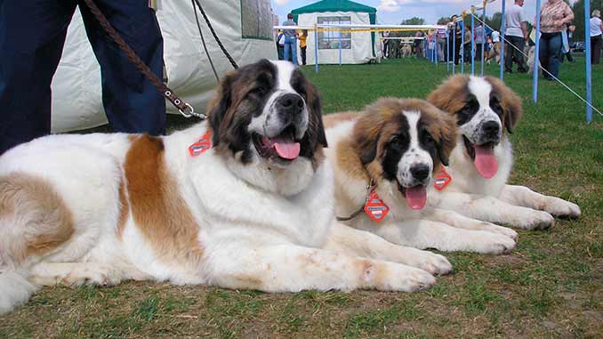 фото собак московской сторожевой