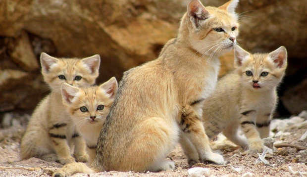Барханный кот: особенности жизни в природе и домашних условиях