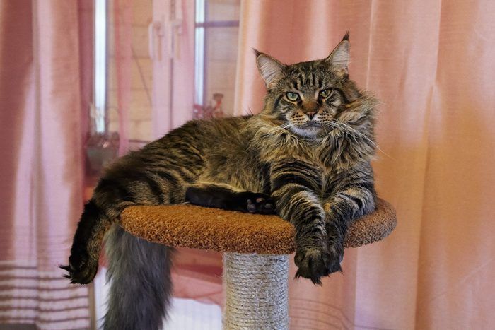 Кот на когтеточке Кот-долгожитель