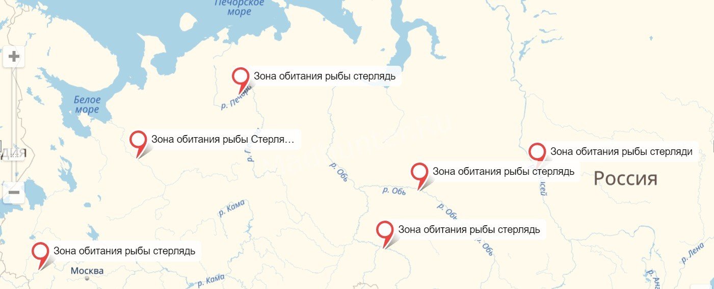 Реальные просмотры стерляди