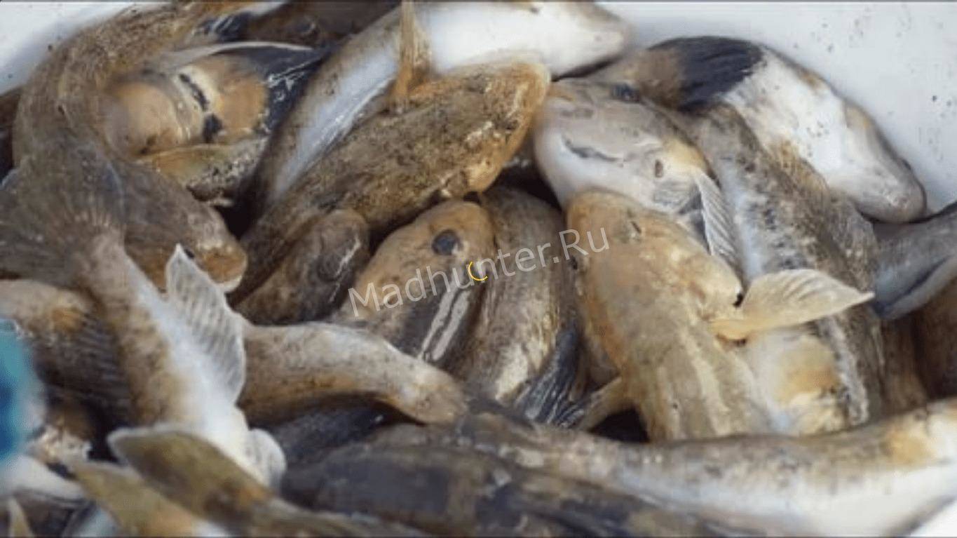 Рыбный бычок