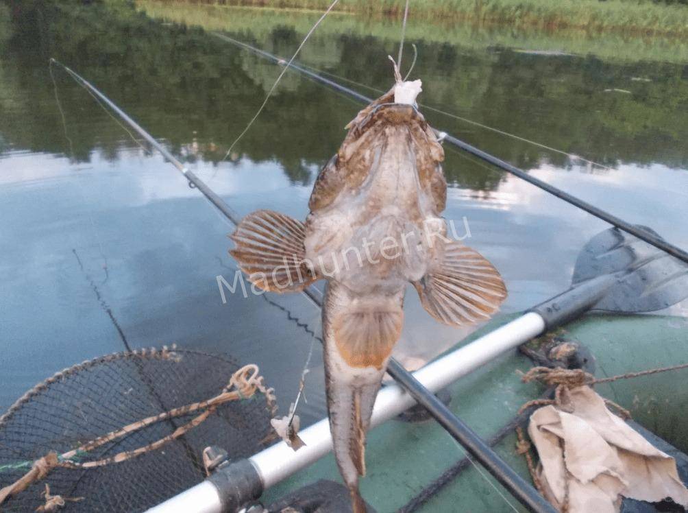 Рыба Бычок на крючке