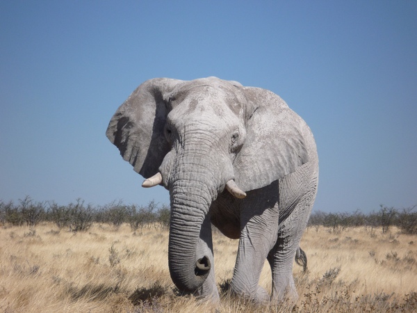 Саванный слон