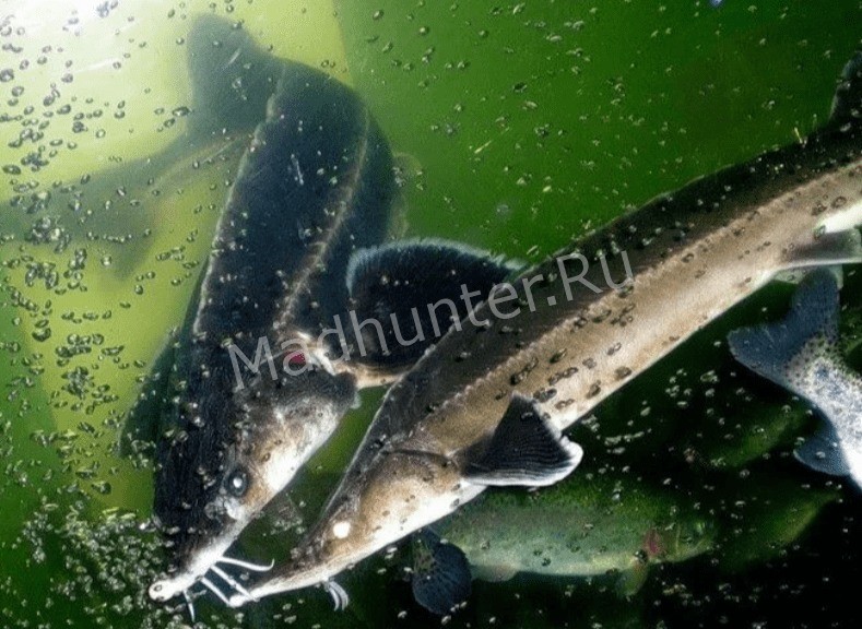 Стреляй в реку