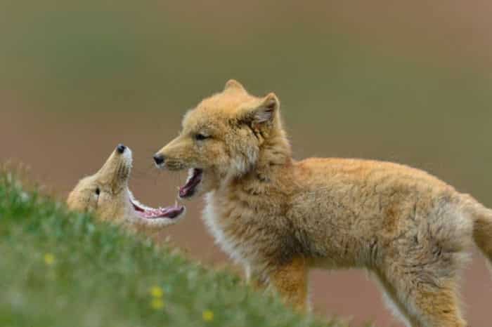 Тибетская лиса