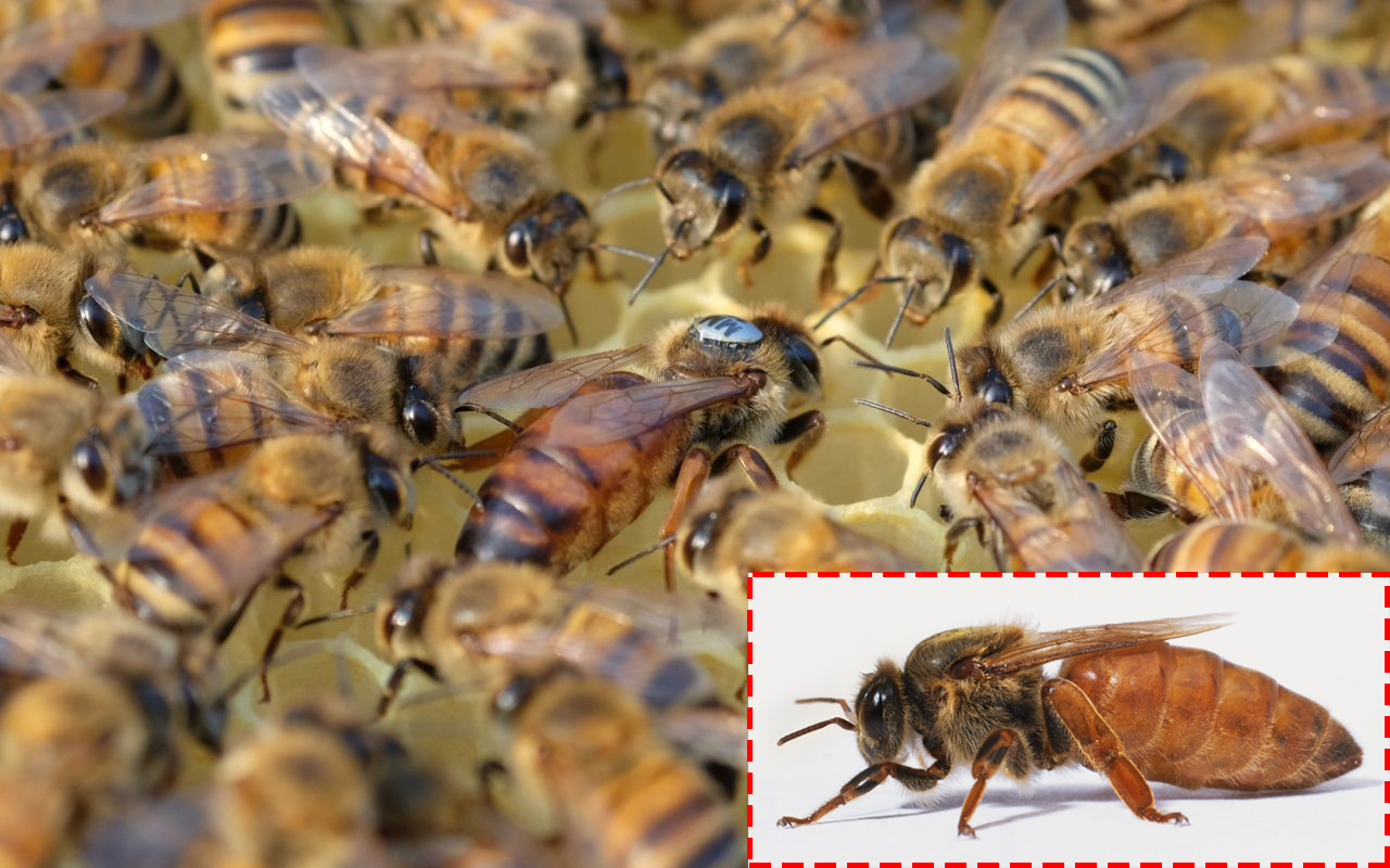 Приспособленности к среде обитания пчелы медоносной