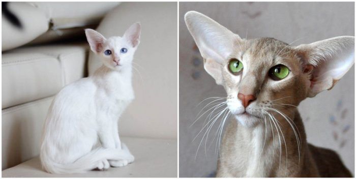 Балинезийская и ориентальная кошка