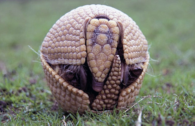 Самые опасные враги для броненосца – аллигаторы и крокодилы