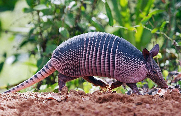 Девятипоясной броненосец получил широкое распространение в Центральной, Северной и Южной Америке