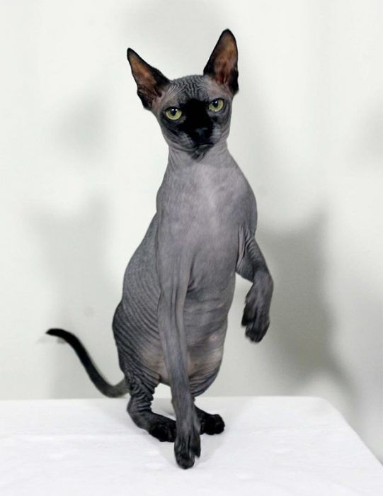 Сфинкс позы Сфинкс недоволен