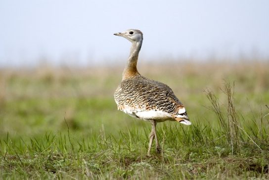 Растительный мир Африки: список редких представителей флоры и фауны, эндемики африканского континента
