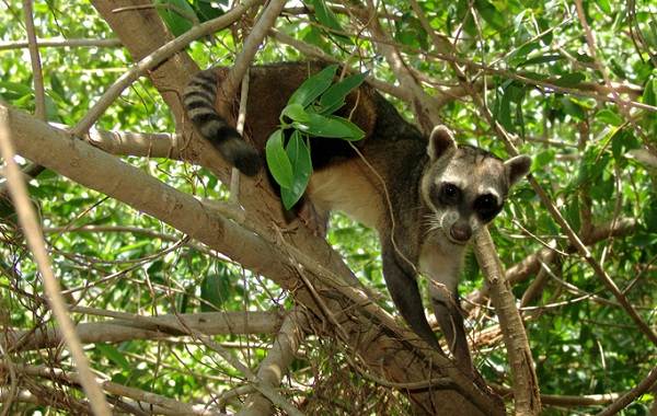 Енот-животное-описание-особенности-образа-образа-образа-ареала-енот-енот-9