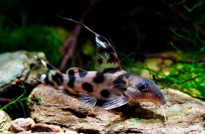 Сом синодонтис (перевертыш): совместимость с другими аквариумными рыбками, содержание, виды, размножение