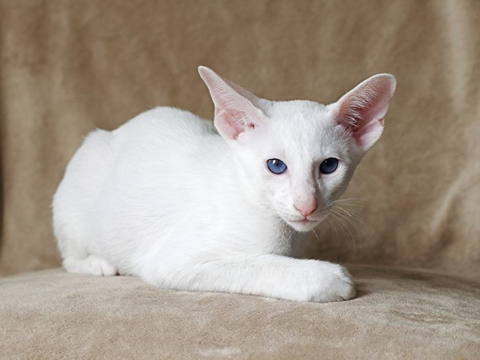 Иностранный белый