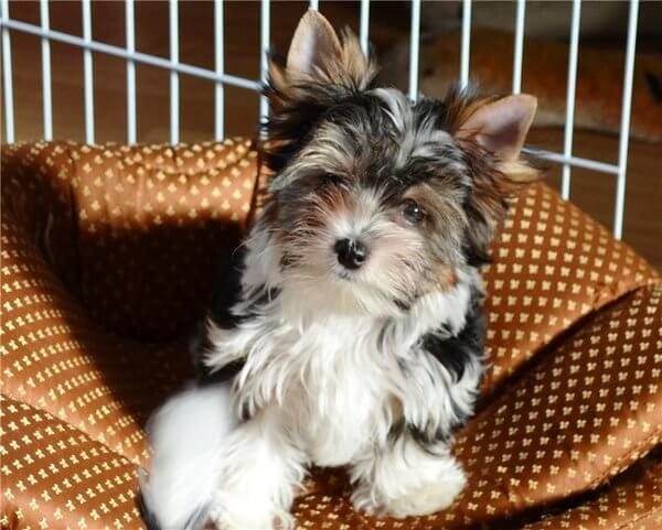 одиннадцать