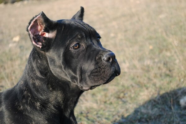 одиннадцать