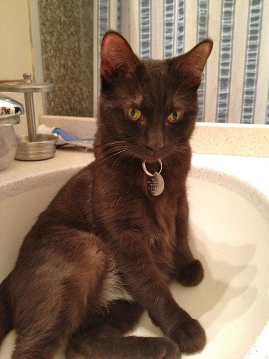 Гавана в ошейнике