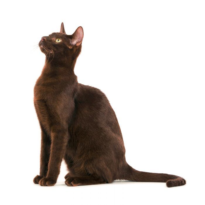 Стройная кошечка гавана