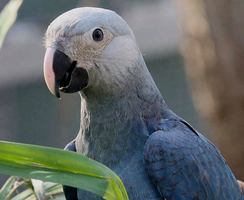 Самец голубого ары после появления потомства охраняет гнездо и ищет пропитание Самец голубого ары после появления потомства охраняет гнездо и ищет пропитание