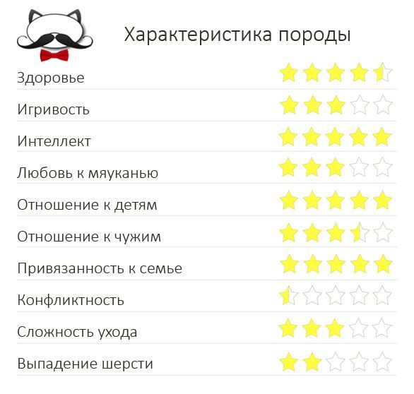 Особенности шиншилл Характеристика породы шиншилла