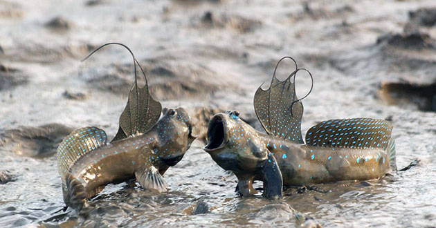 Самцы илистых прыгунов, злобные от рождения, становятся совершенно невыносимыми в сезон размножения Самцы илистых прыгунов, злобные от рождения, становятся совершенно невыносимыми в сезон размножения