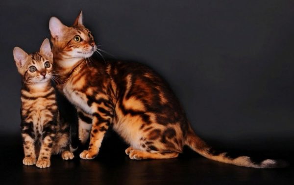 Бенгальская кошка