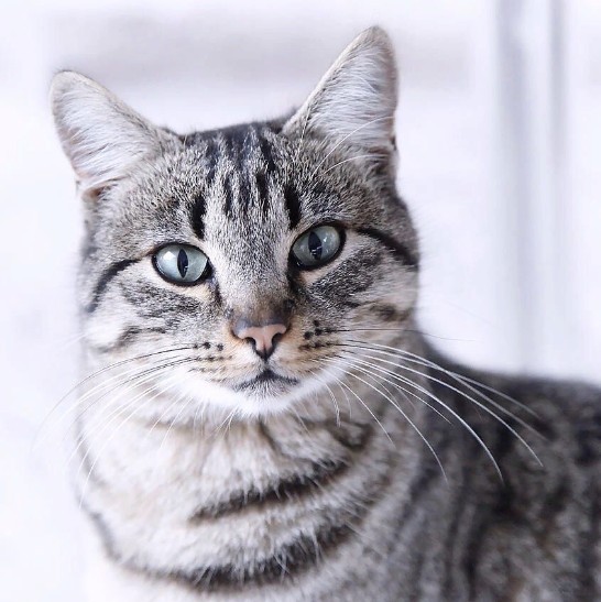 кошка тигрового окраса