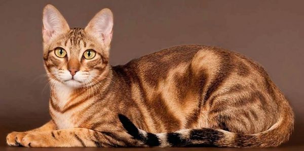 кошка тигрового окраса