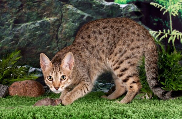 кошка тигрового окраса