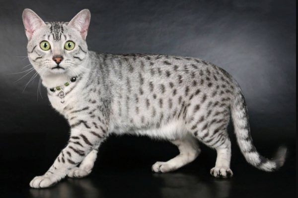 Египетская мау