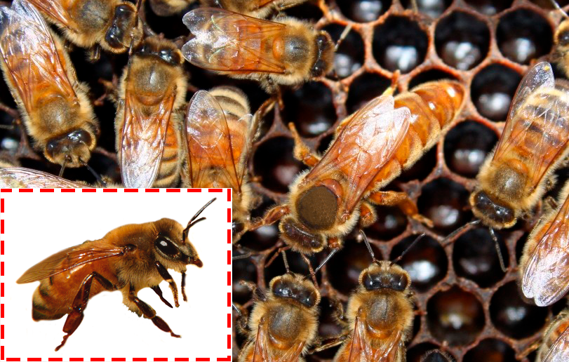 Приспособленности к среде обитания пчелы медоносной