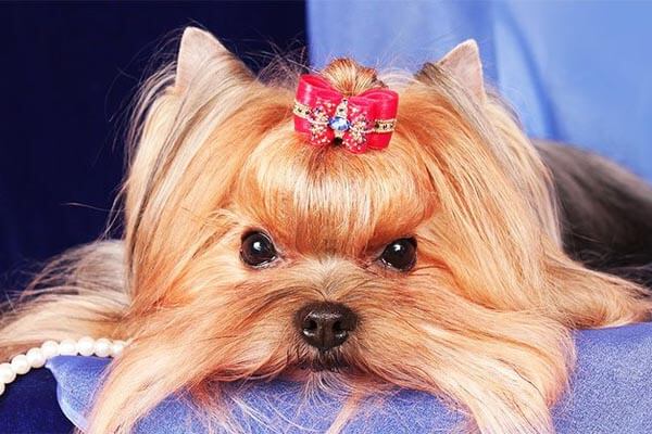 одиннадцать