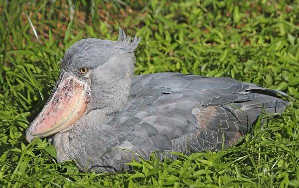 Китоглав-птица-Описание-особенности-образ-жизни-и-среда-обитания-китоглава-3