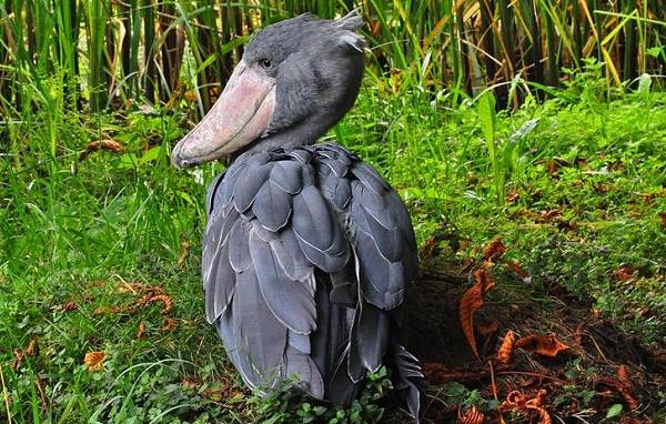 Китоглав-птица-Описание-особенности-образ-жизни-и-среда-обитания-китоглава-7