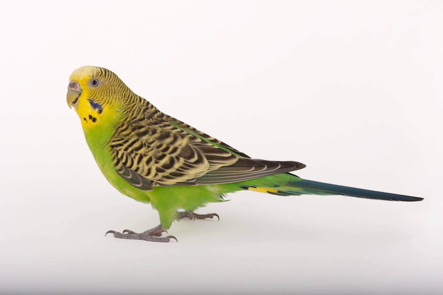 красиво волнистый