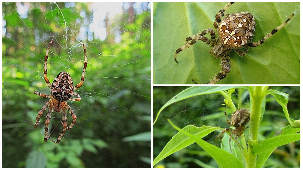 Крестовый паук