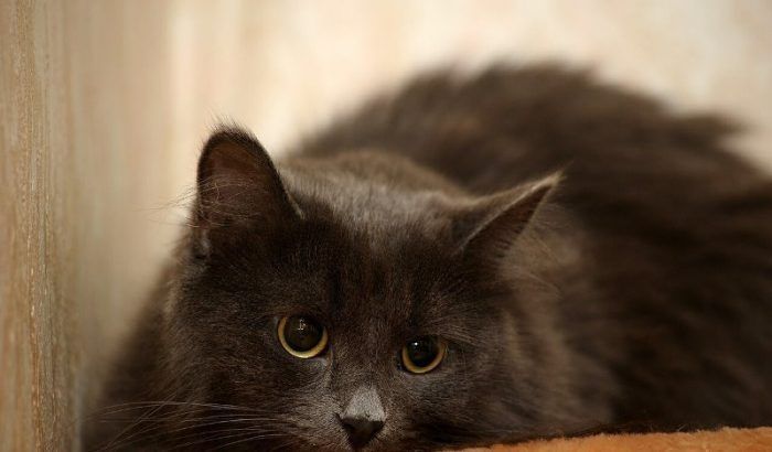 Нибелунги Кот