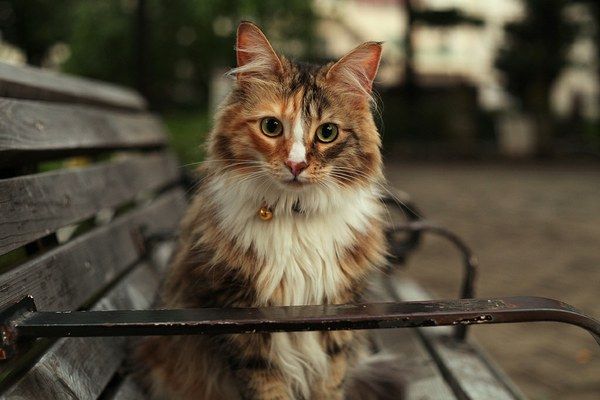 Кот на скамейке