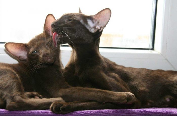 Кошки лижут друг друга