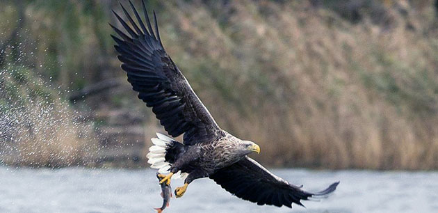 Ареал обитания орлана большой Ареал обитания орлана большой