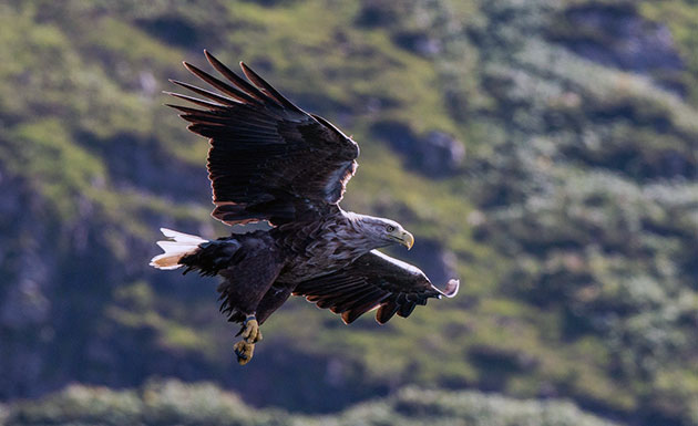 Благодаря своим размерам у орлана практически нет врагов Благодаря своим размерам у орлана практически нет врагов