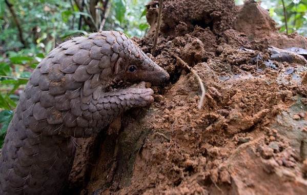 Панголин-животное-Описание-особенности-виды-образ-жизни-и-среда-обитания-панголина-13